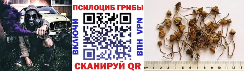 Купить где  Гороховец  Галлюциногенные грибы GOLDEN TEACHER 